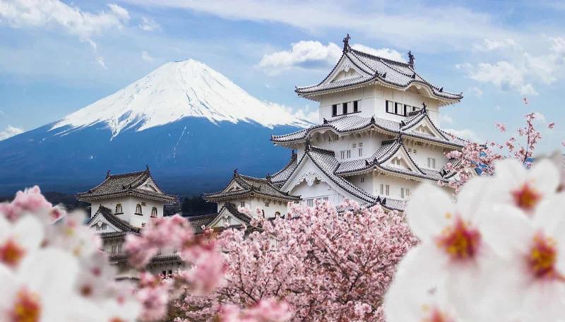 Lễ hội Hanami ngắm hoa anh đào tưng bừng dưới tán cây